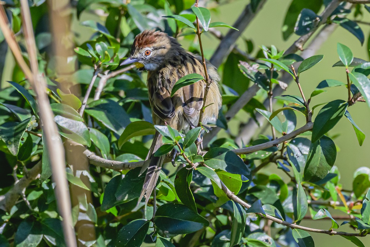 Chotoy Spinetail - ML618511186