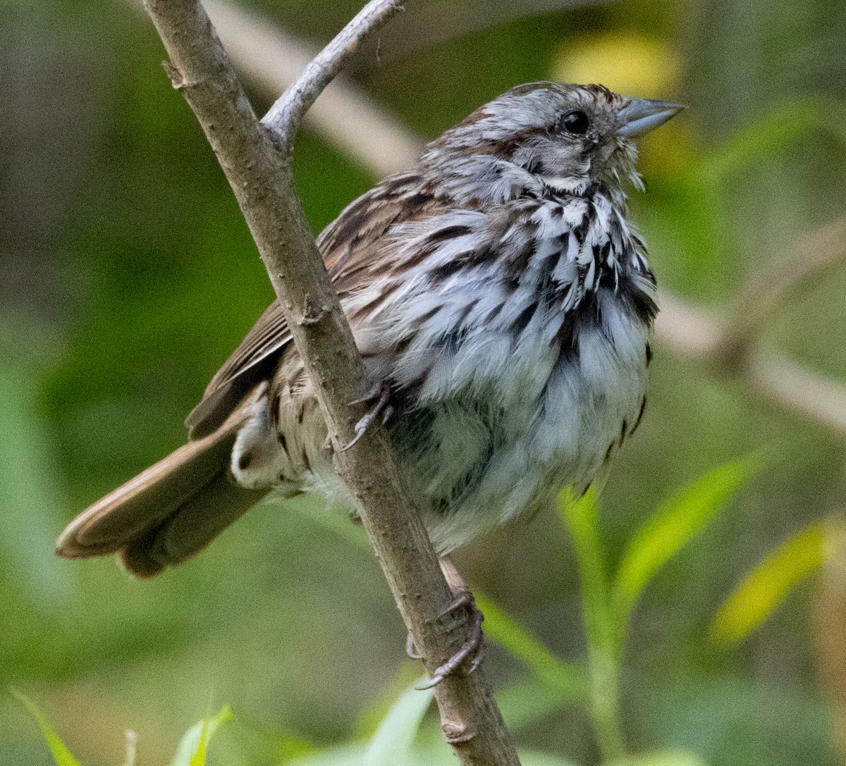 Song Sparrow - Jenny Rogers