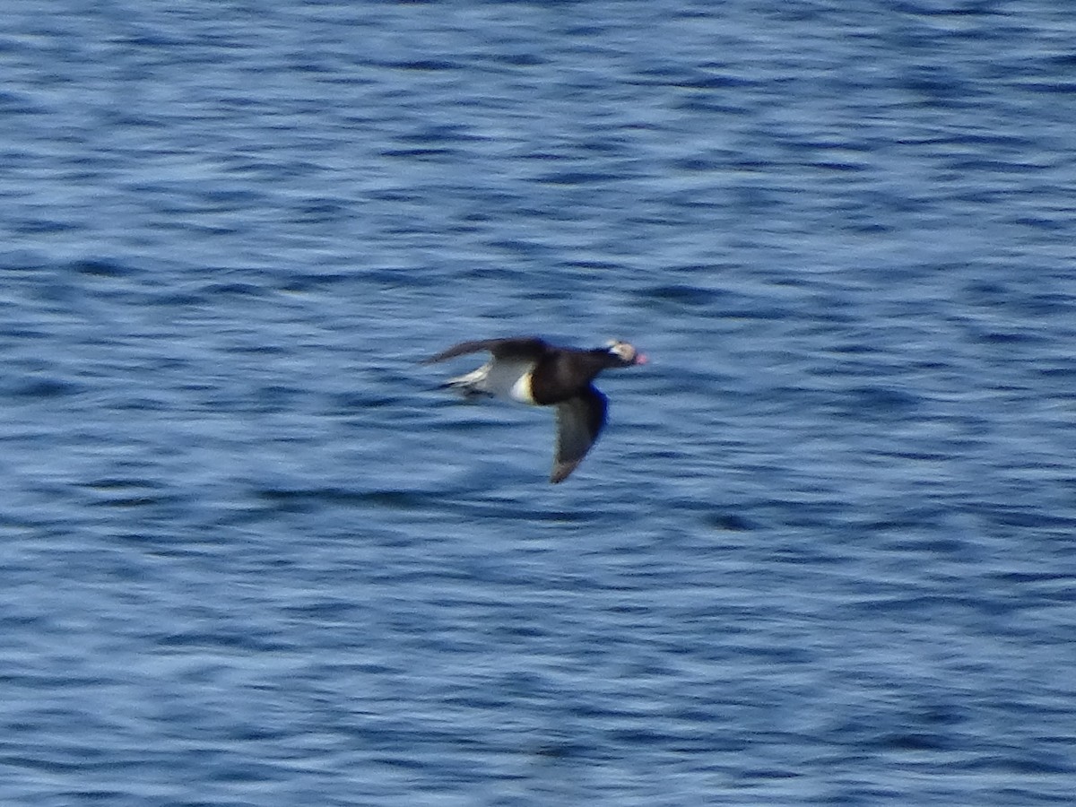 Long-tailed Duck - ML618511203