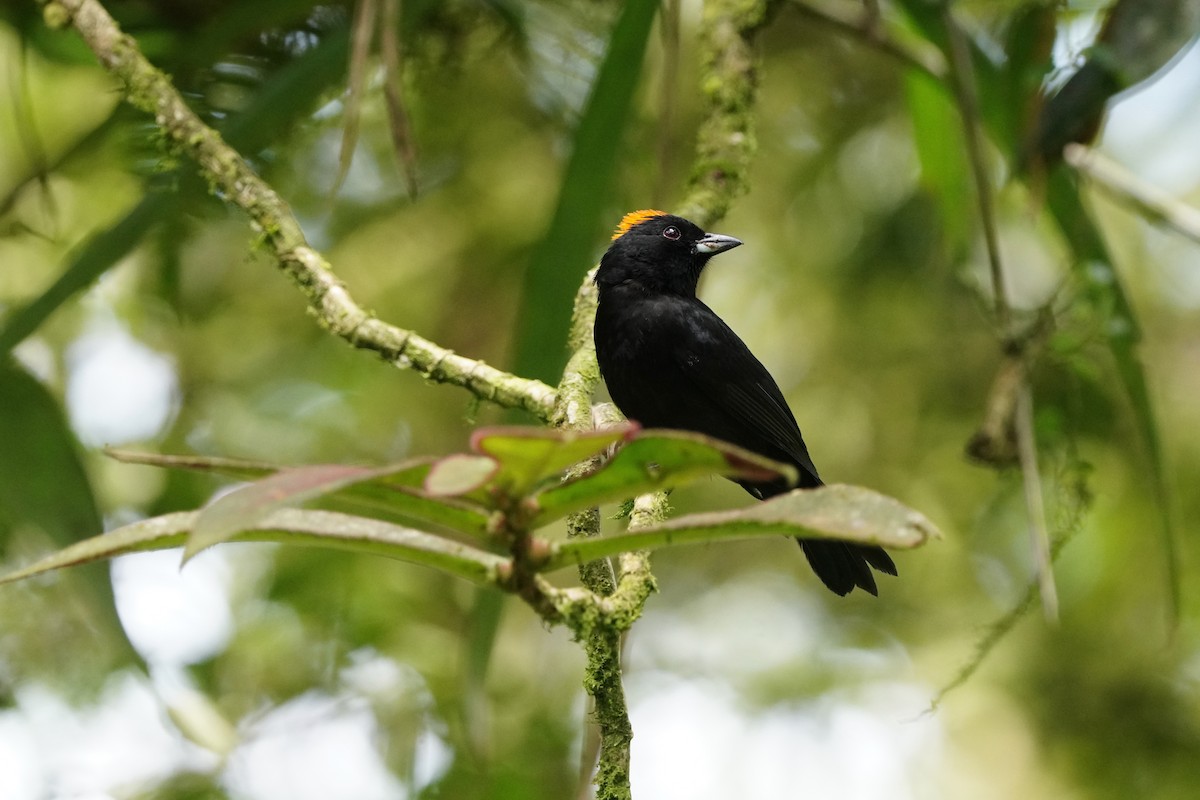 Tawny-crested Tanager - ML618511215