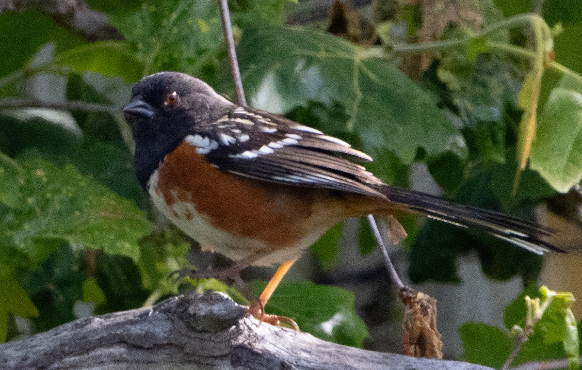 Spotted Towhee - ML618511218
