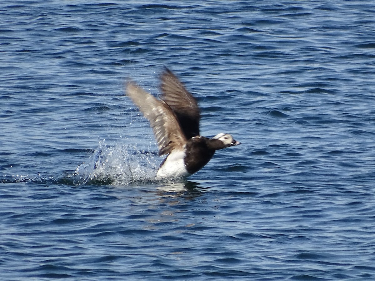 Long-tailed Duck - ML618511219