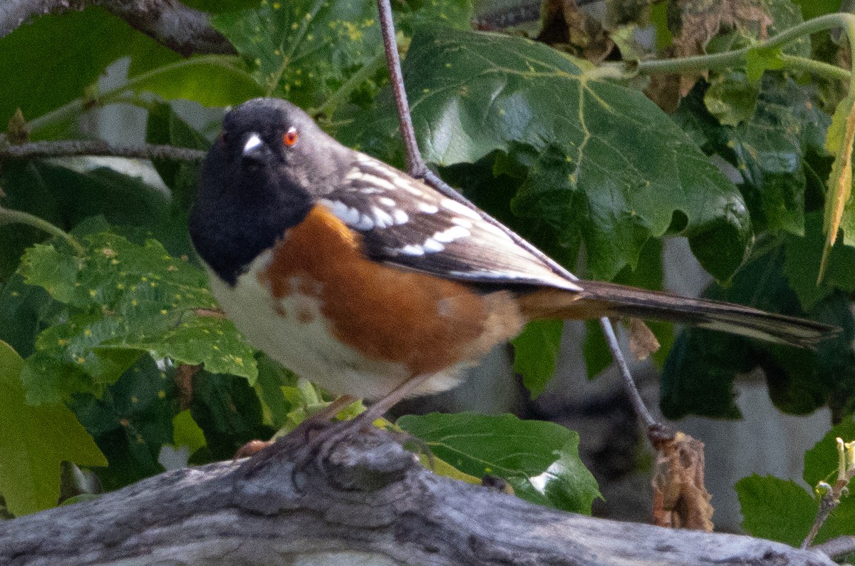 Spotted Towhee - ML618511222