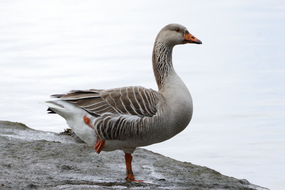 Graylag Goose (Domestic type) - ML618511231