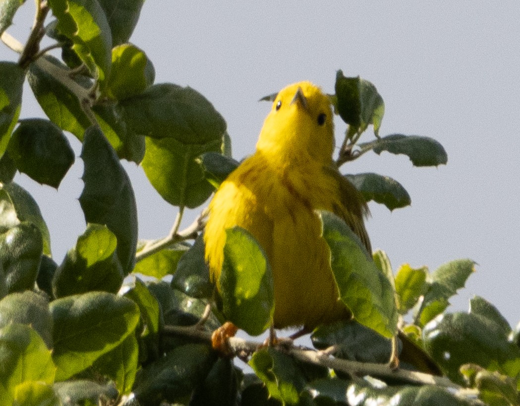Yellow Warbler - Jenny Rogers