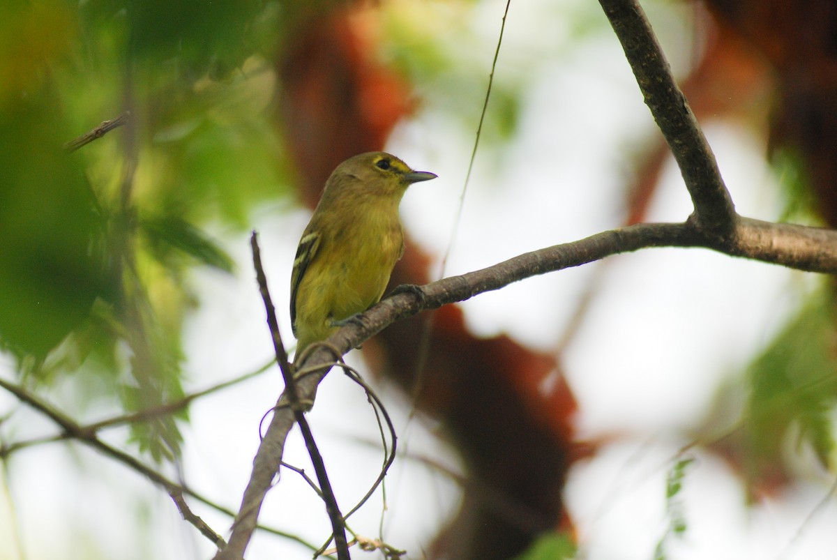 Thick-billed Vireo - ML618511244