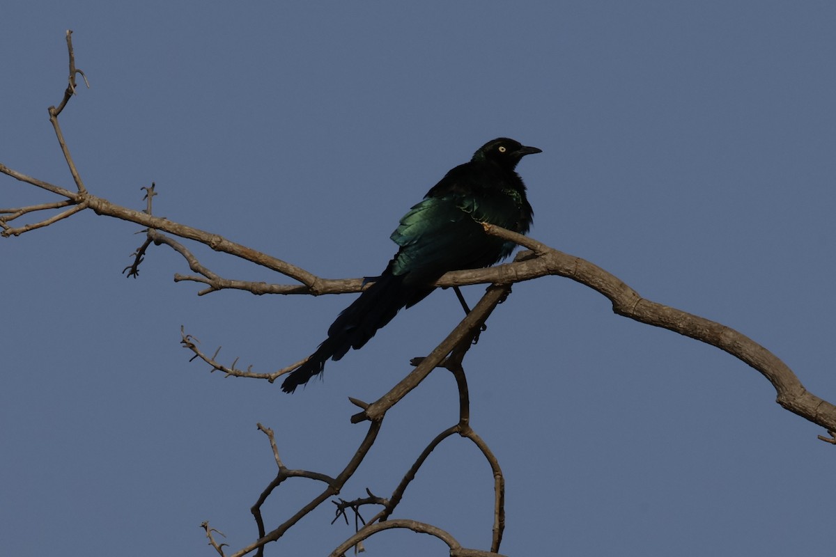 Long-tailed Glossy Starling - ML618511247