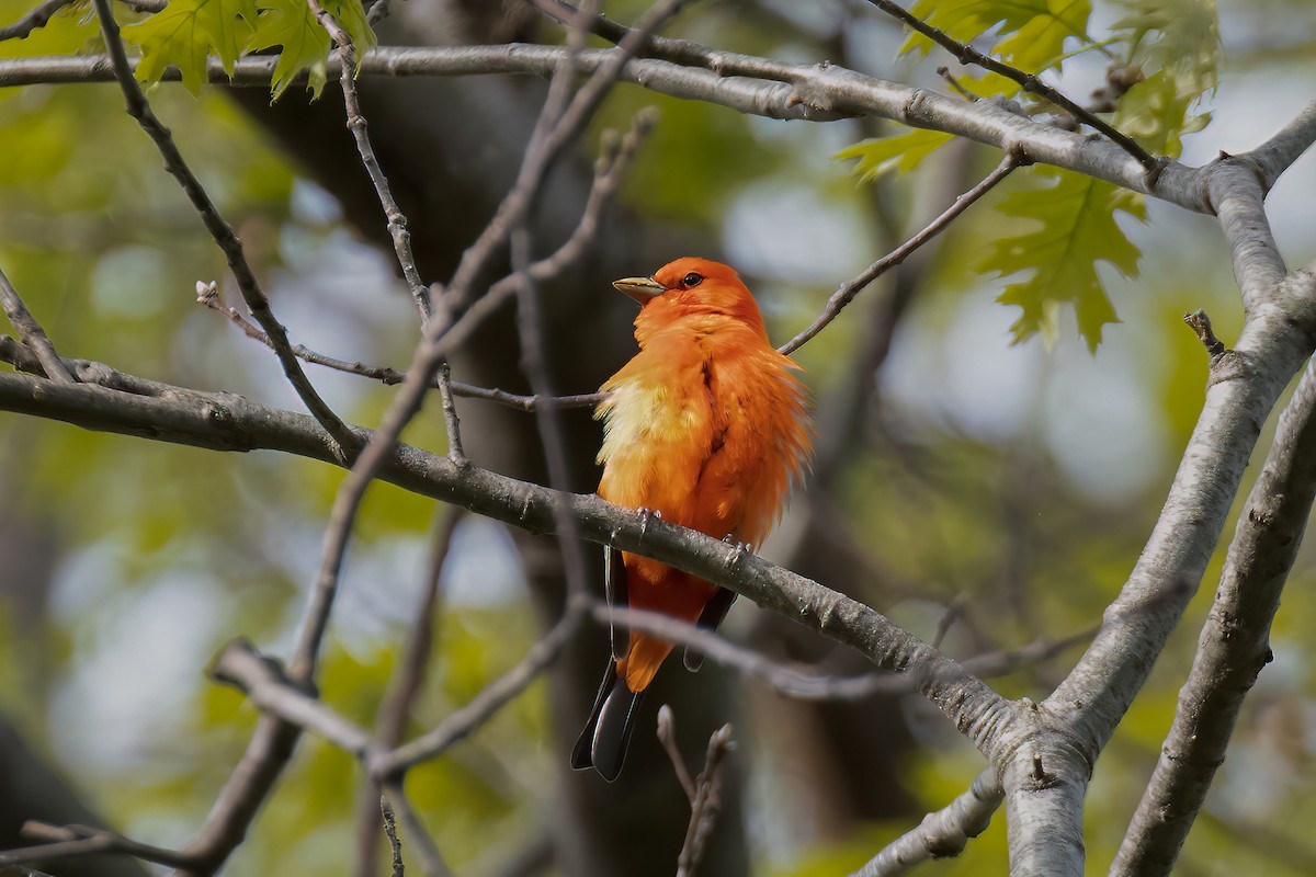 Scarlet Tanager - ML618511251