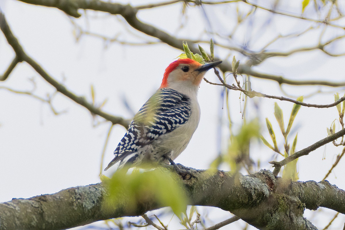 Red-bellied Woodpecker - ML618511257
