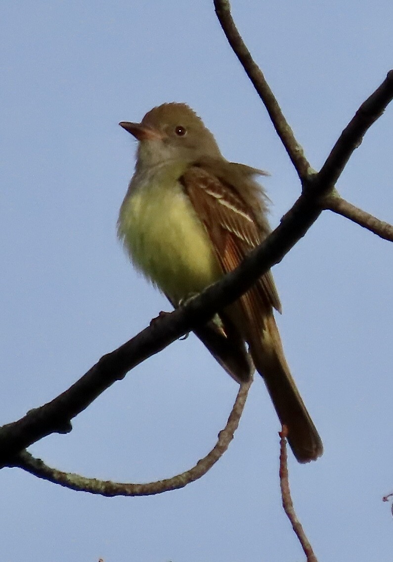 Great Crested Flycatcher - ML618511267