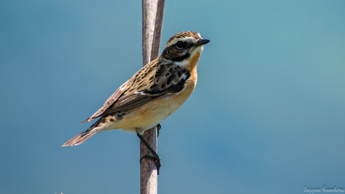 Whinchat - ML618511271