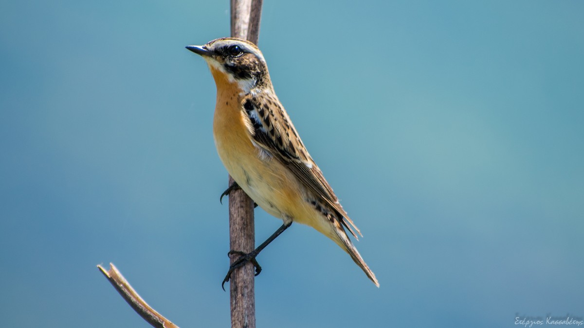 Whinchat - ML618511272