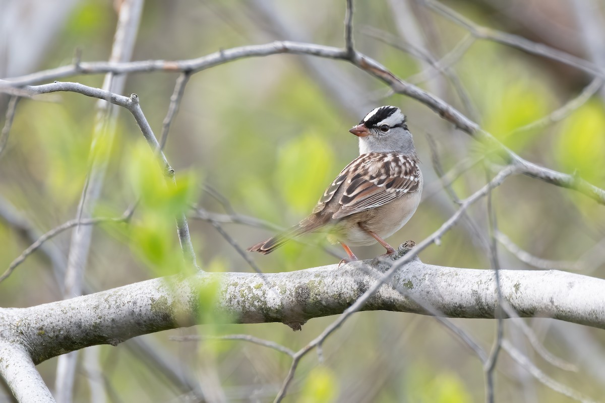 White-crowned Sparrow - ML618511281