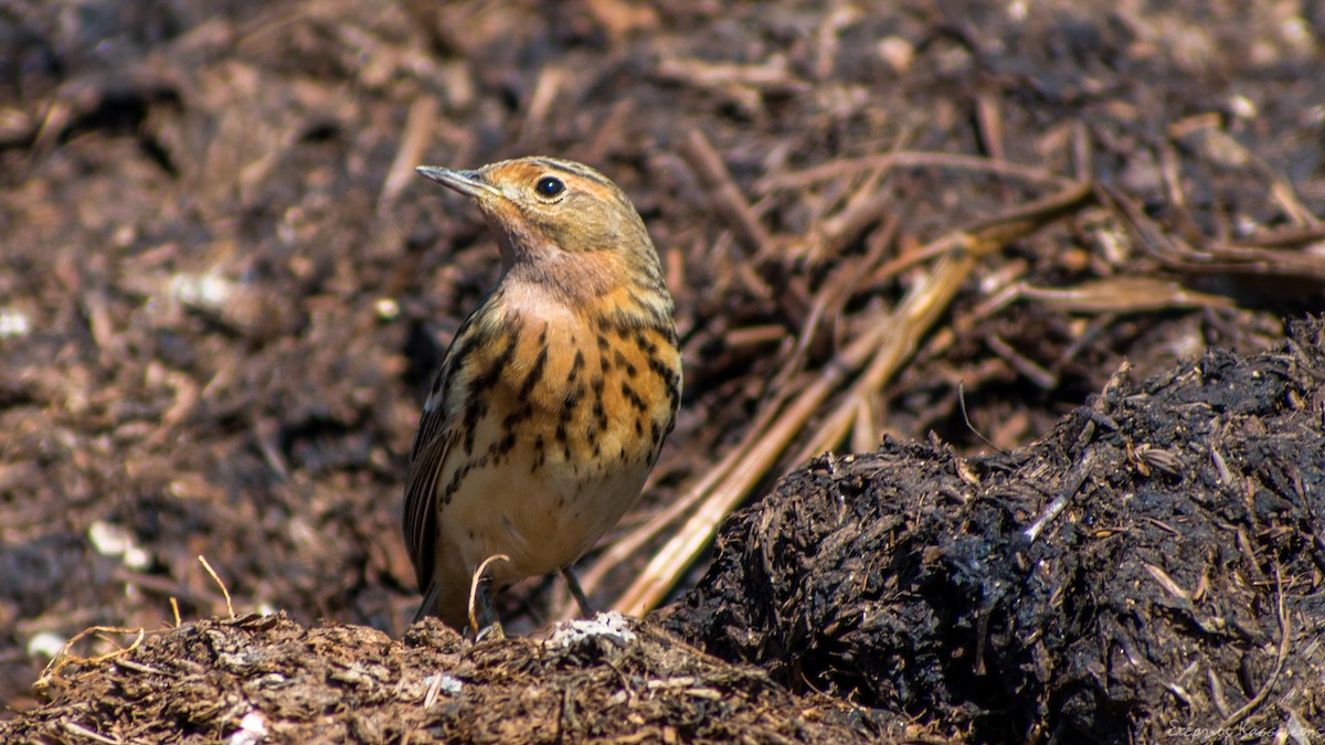 Red-throated Pipit - ML618511288