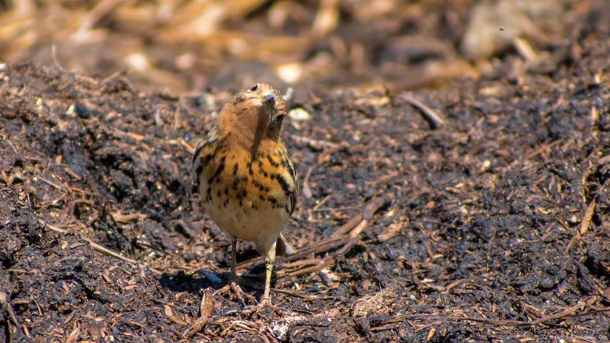 Red-throated Pipit - ML618511289