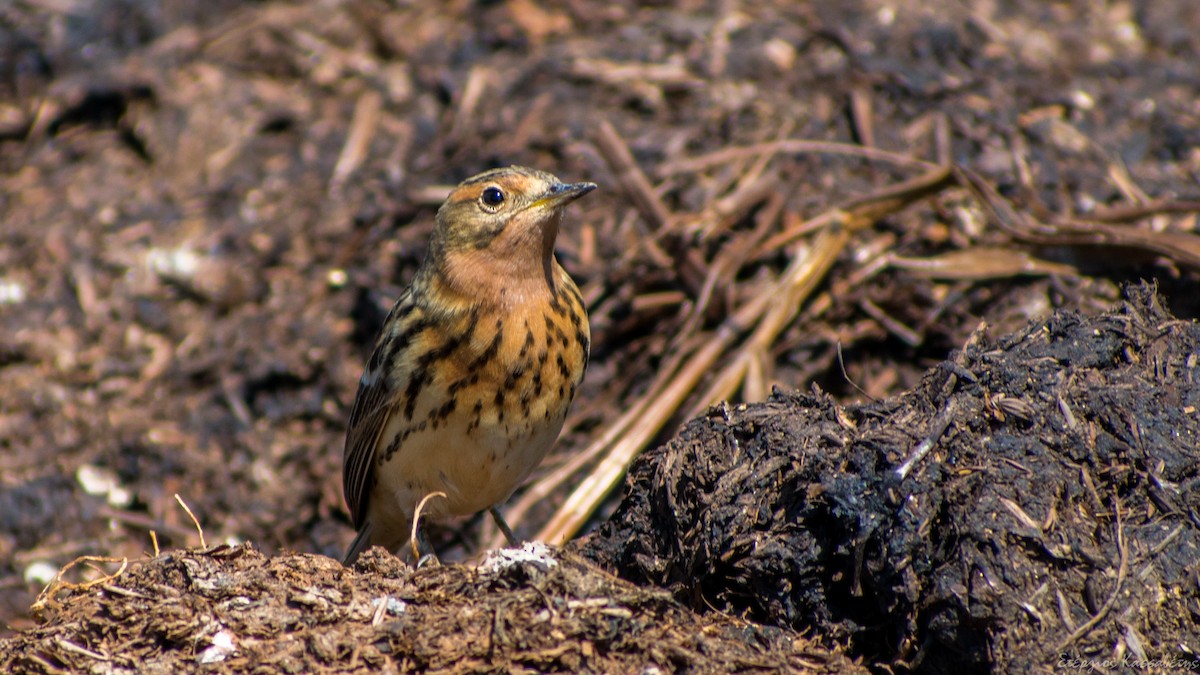Red-throated Pipit - ML618511290