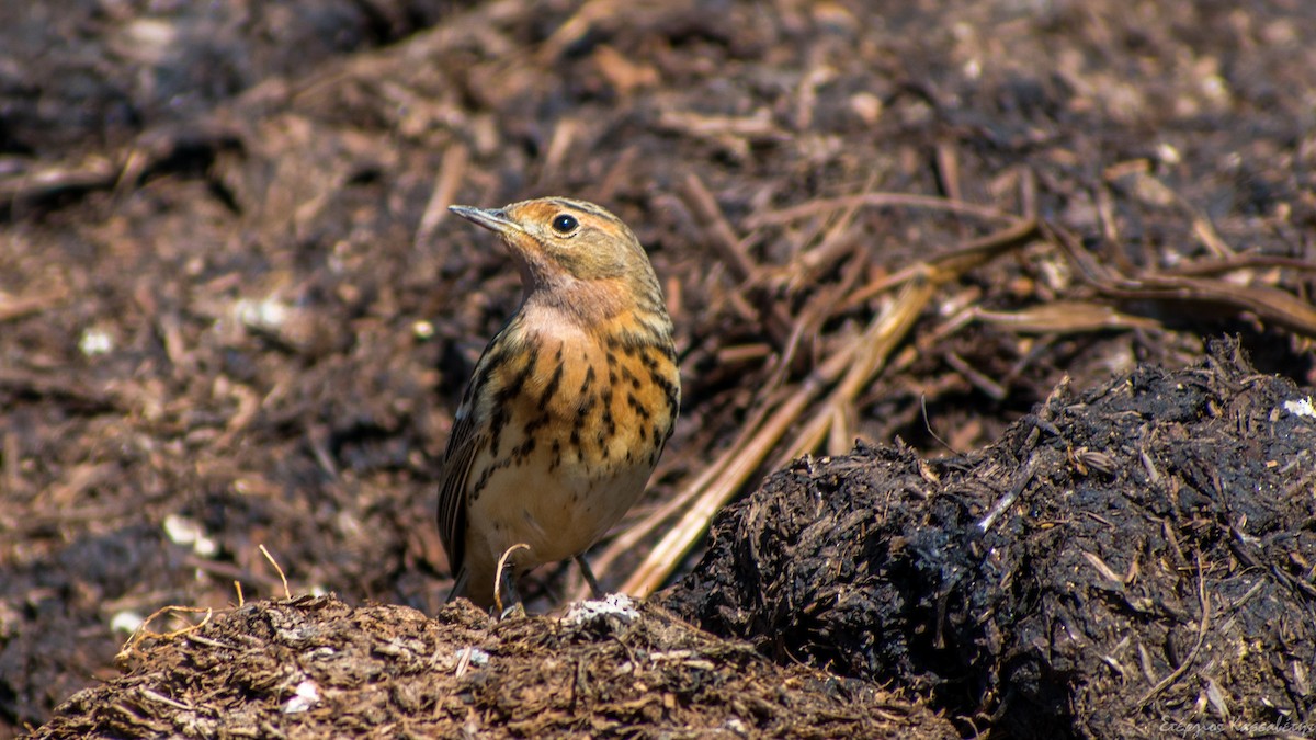 Red-throated Pipit - ML618511291