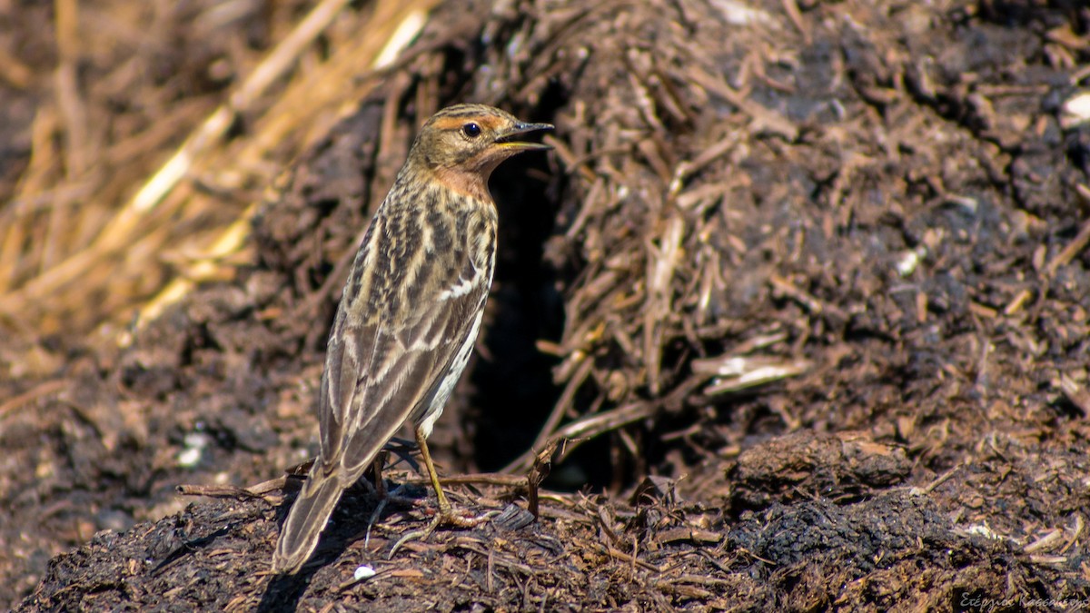 Red-throated Pipit - ML618511292