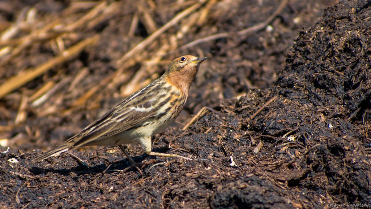 Red-throated Pipit - Stergios Kassavetis