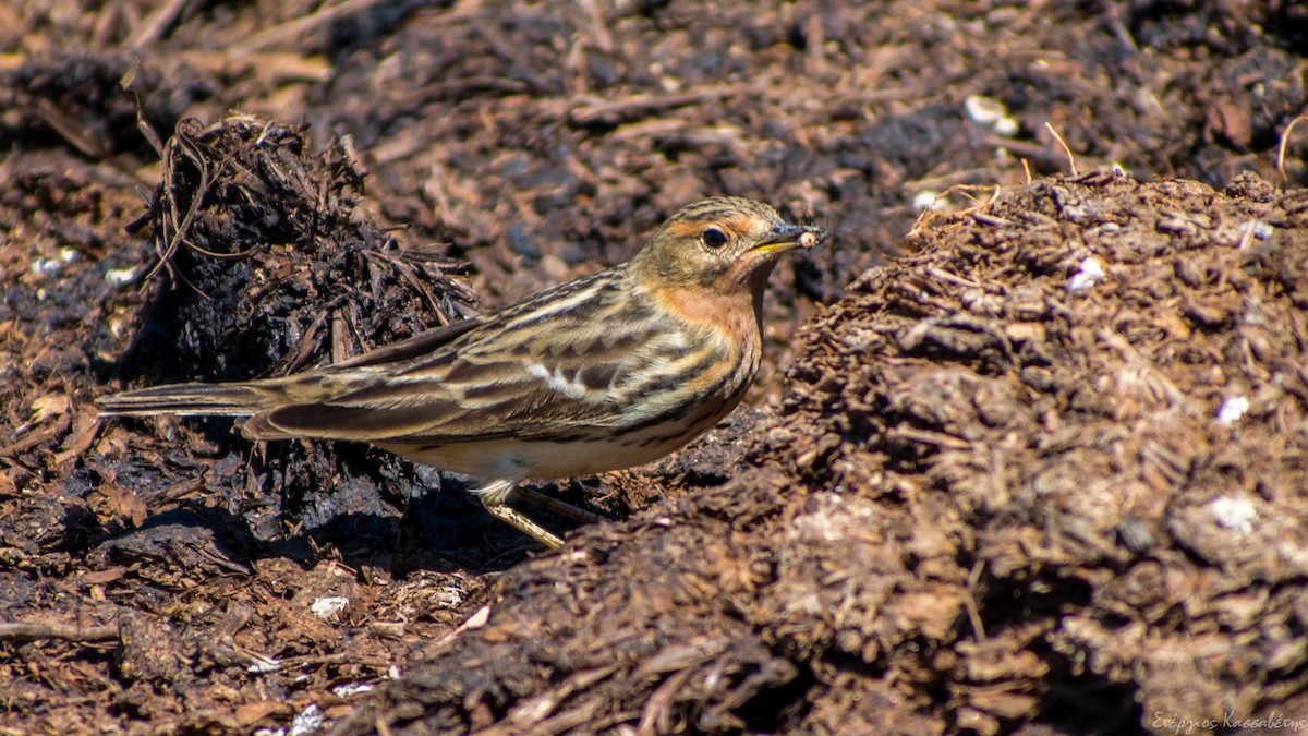 Red-throated Pipit - ML618511295