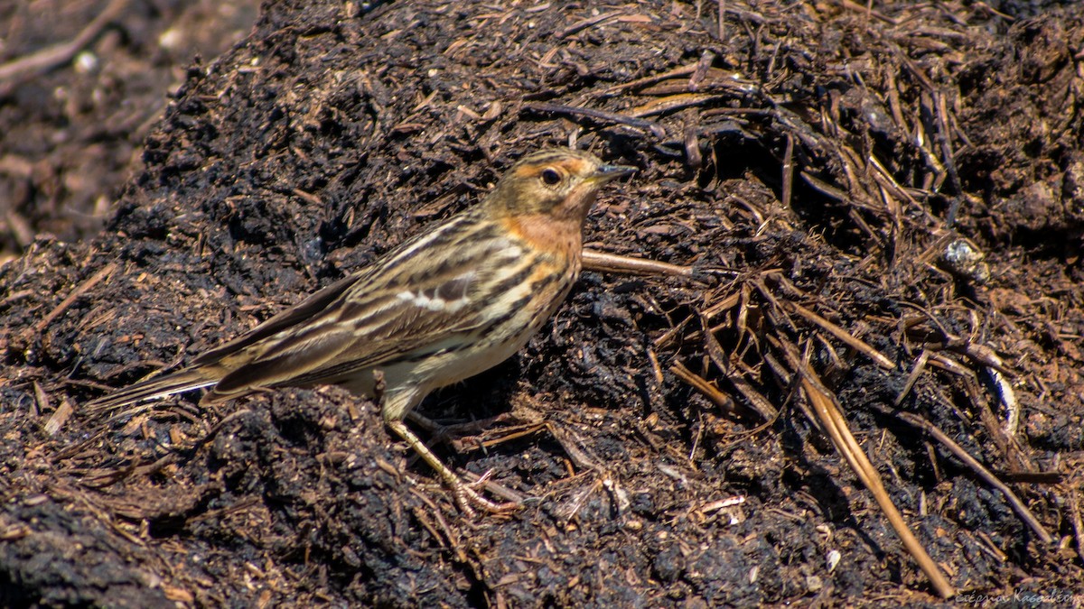 Red-throated Pipit - ML618511296