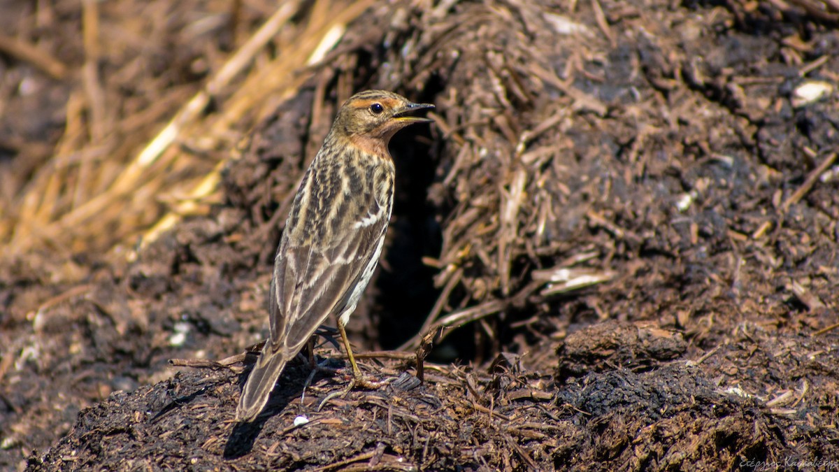 Red-throated Pipit - Stergios Kassavetis