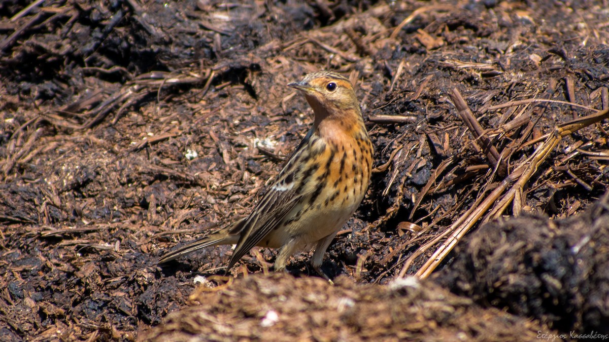 Red-throated Pipit - ML618511300