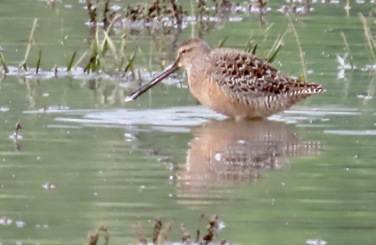Long-billed Dowitcher - ML618511301