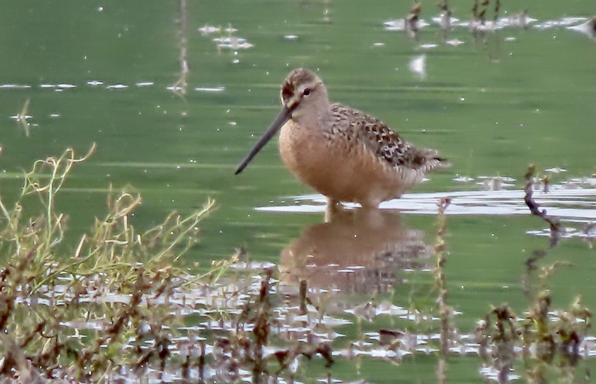 Long-billed Dowitcher - ML618511302