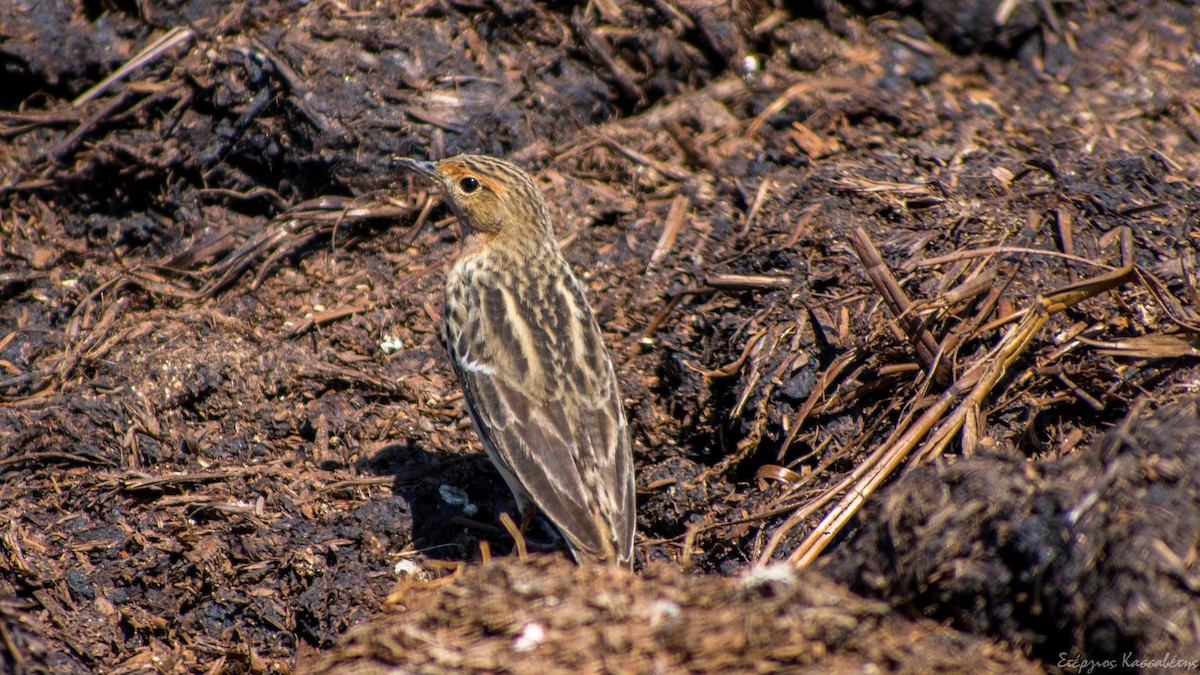 Red-throated Pipit - ML618511304