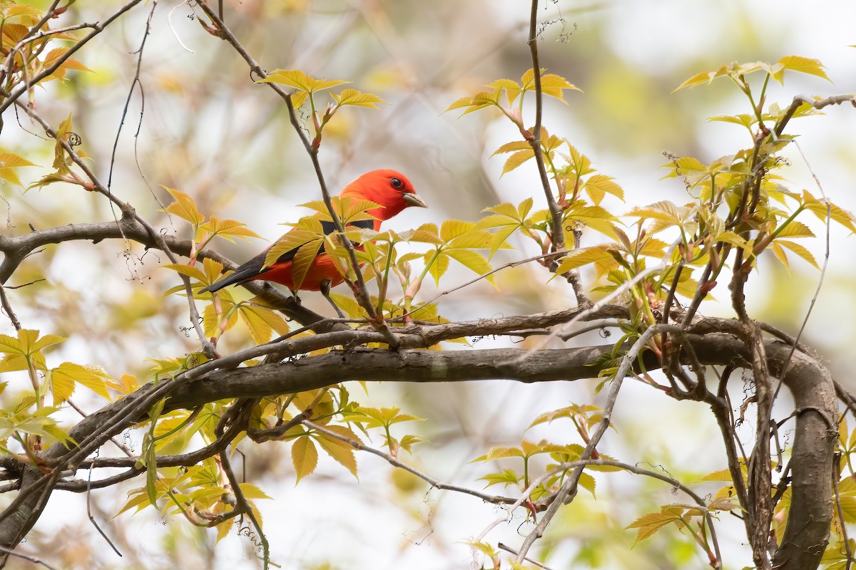 Scarlet Tanager - ML618511319