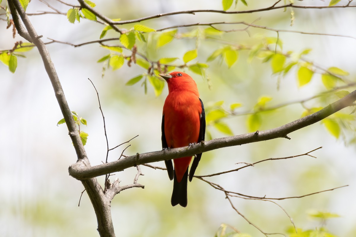 Scarlet Tanager - ML618511337