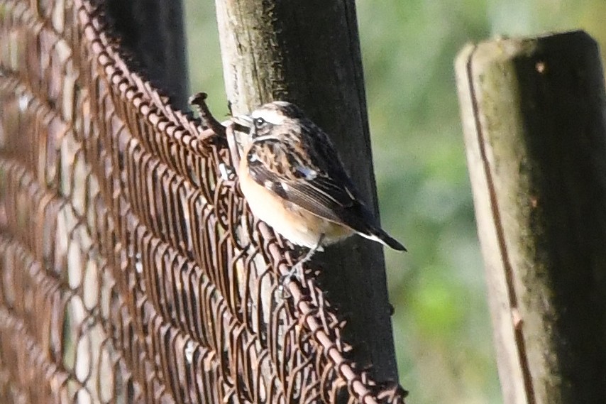 Whinchat - ML618511343