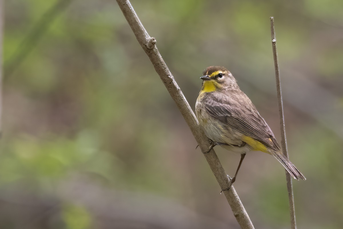 Cape May Warbler - ML618511349