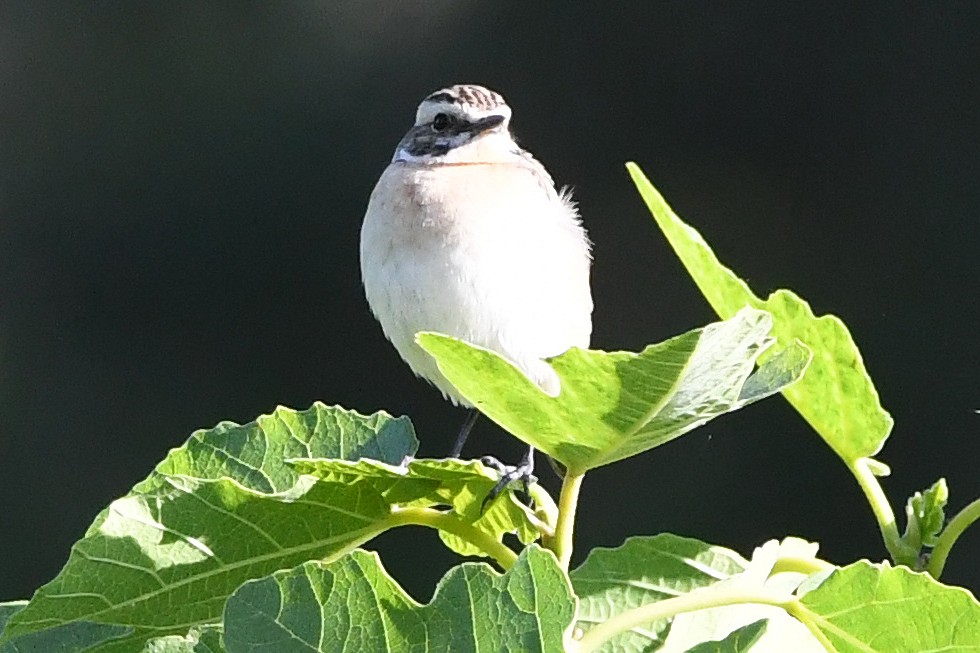 Whinchat - ML618511355