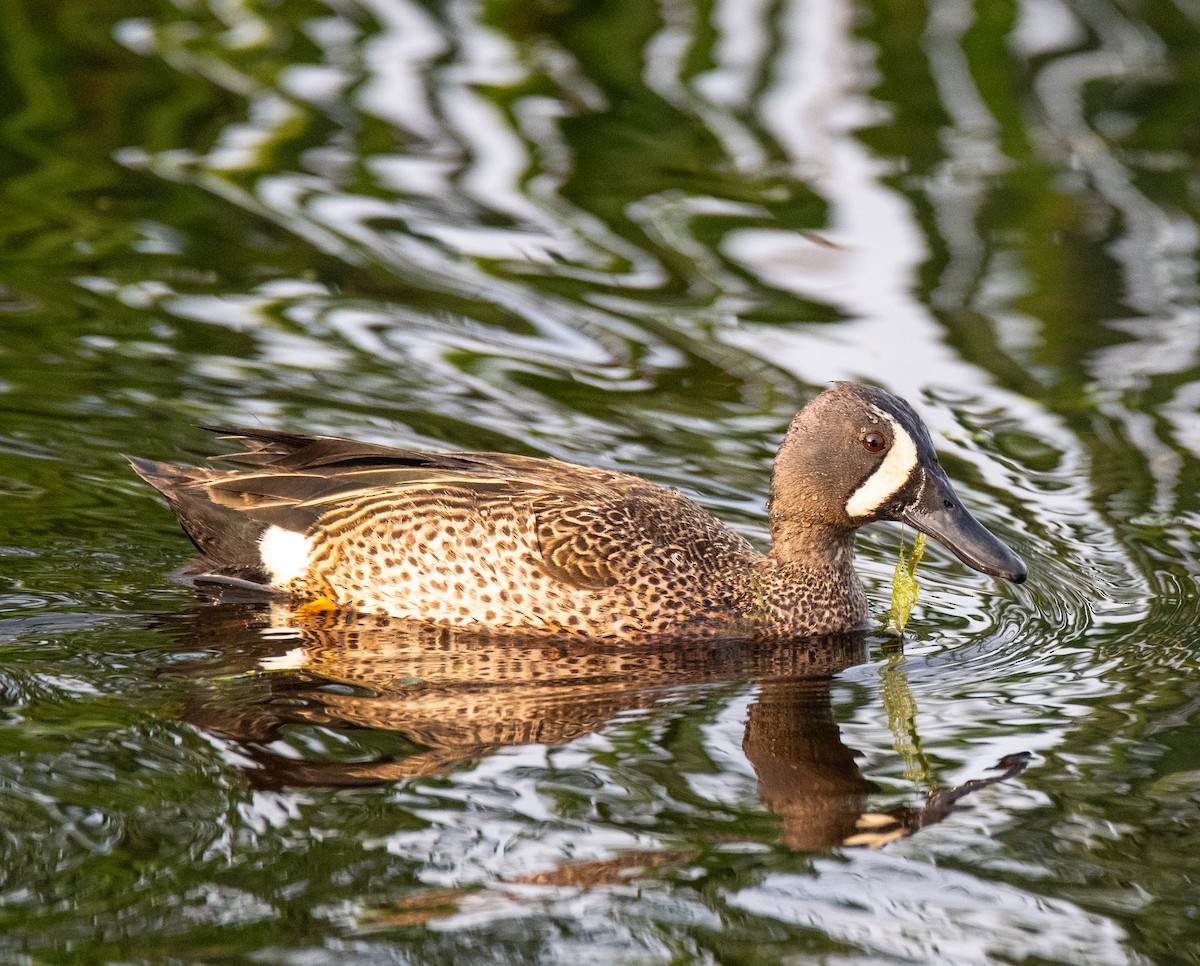 Blue-winged Teal - ML618511359
