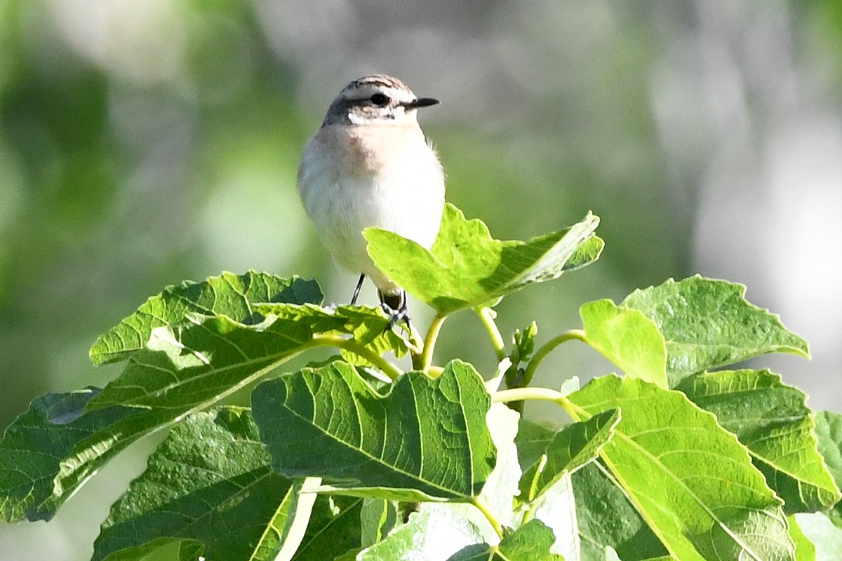 Whinchat - ML618511362