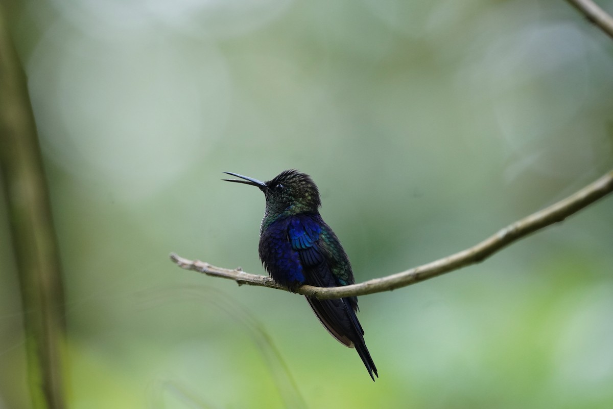Violet-bellied Hummingbird - ML618511401
