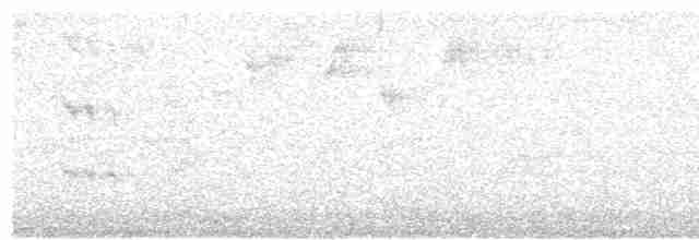 Beyaz Botlu Raketkuyruk - ML618511403