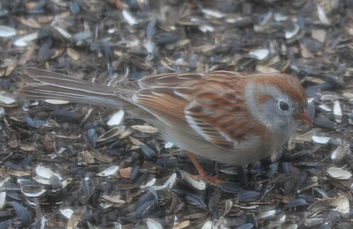 Field Sparrow - ML618511410