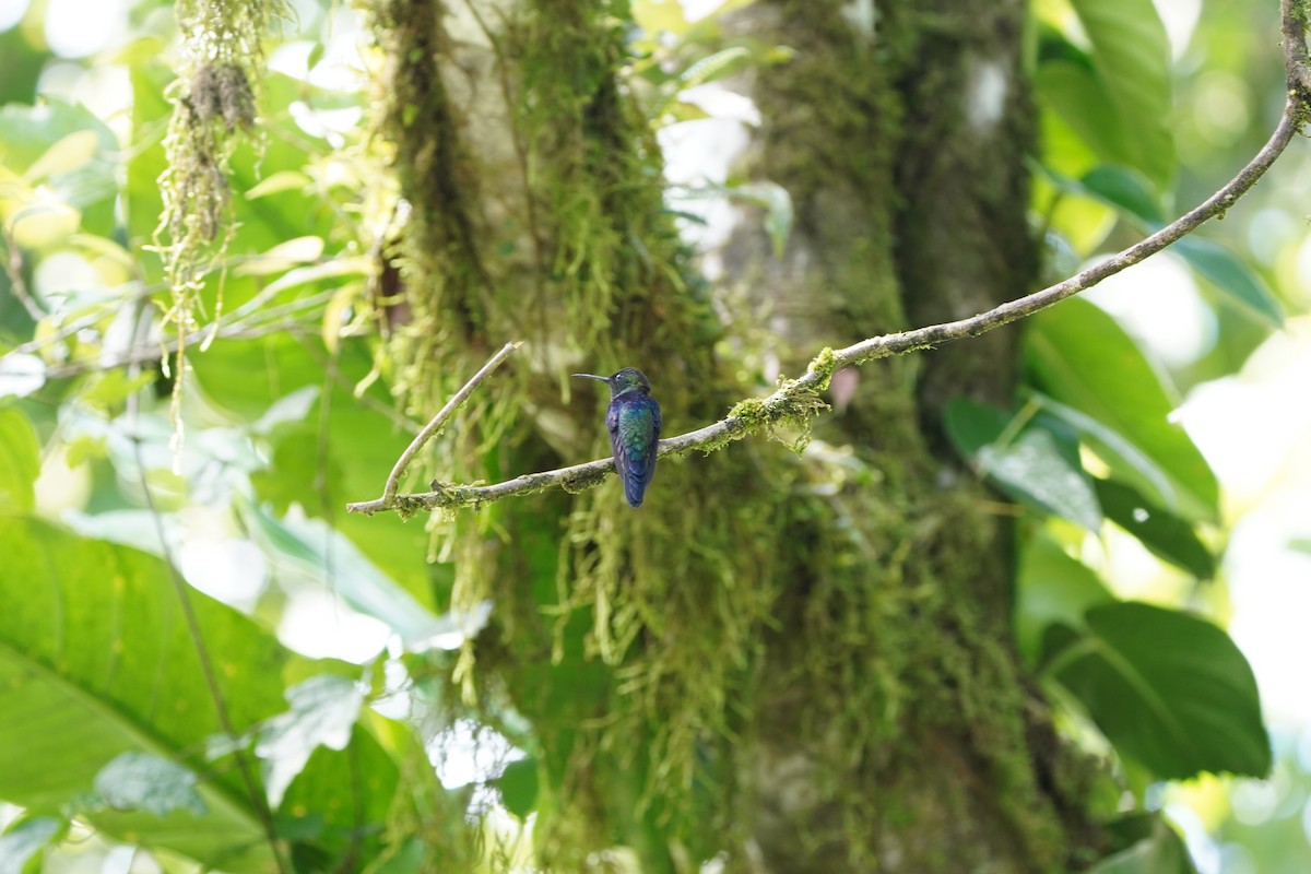 Violet-bellied Hummingbird - ML618511446