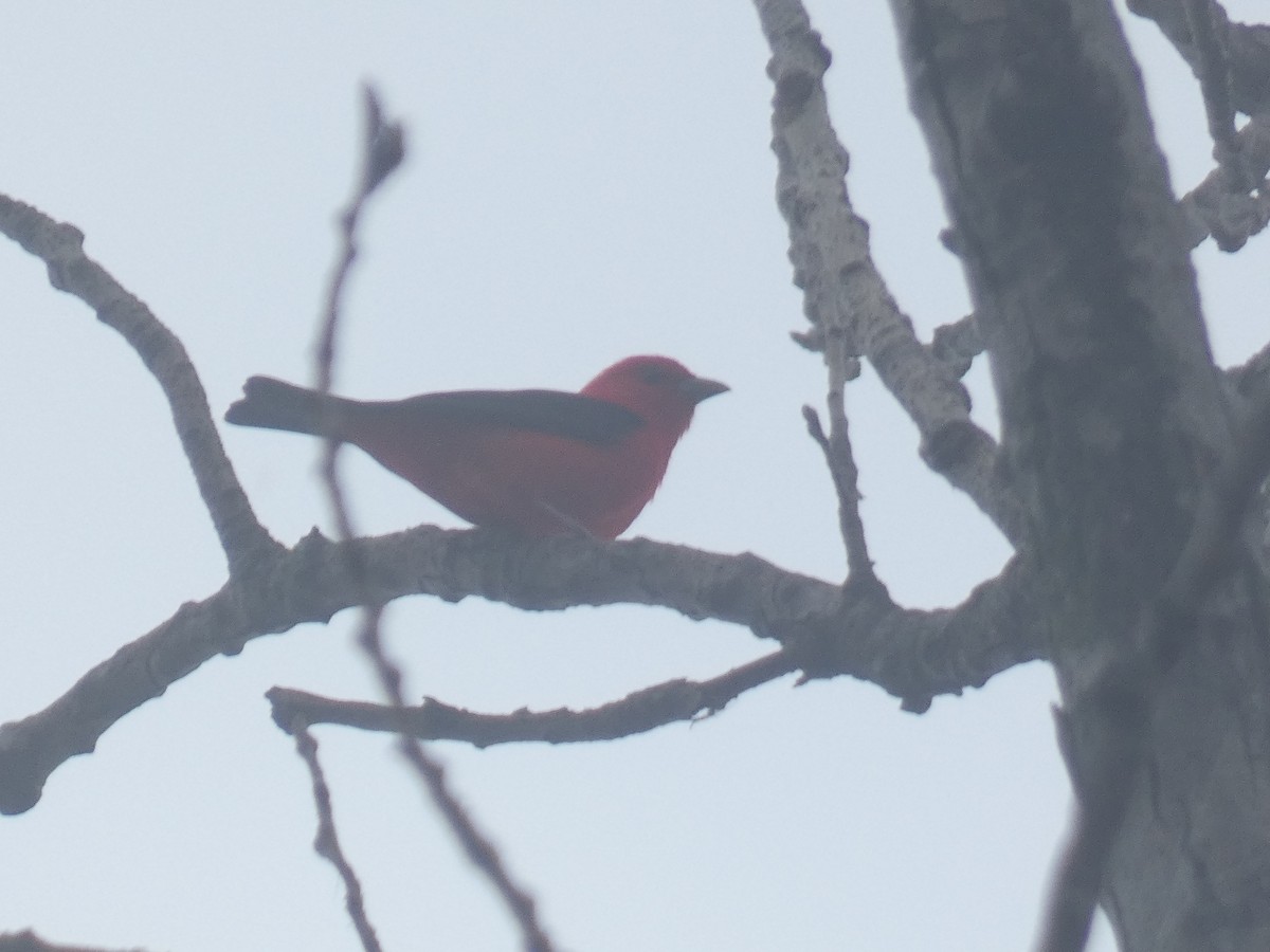 Scarlet Tanager - ML618511451