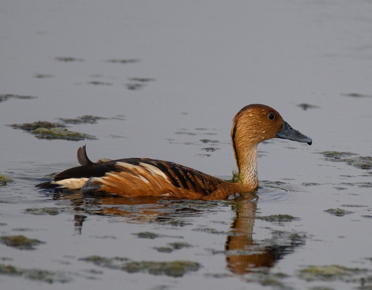 Fulvous Whistling-Duck - ML618511456