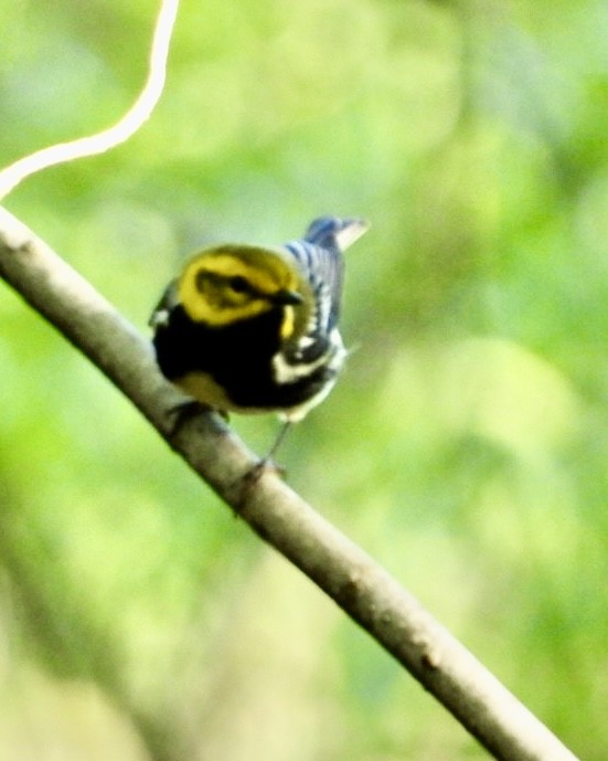 Black-throated Green Warbler - ML618511493