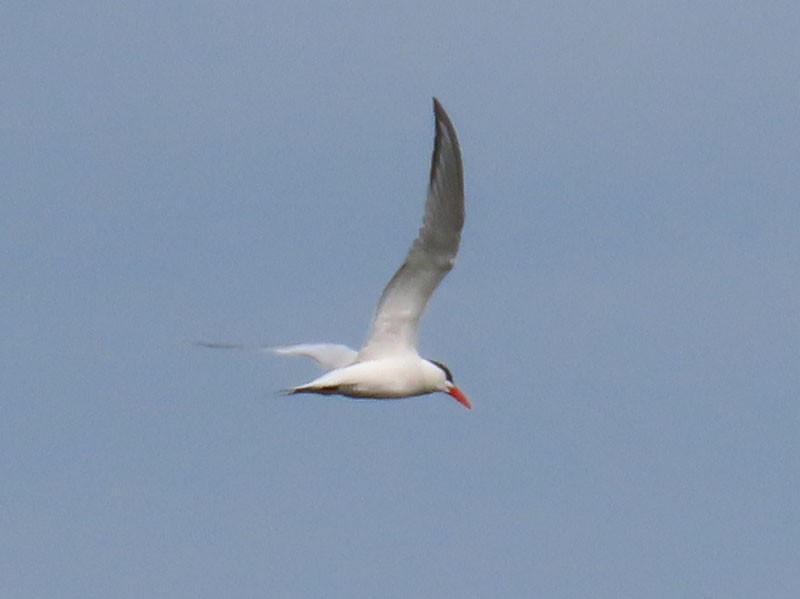 Royal Tern - Karen Lebing