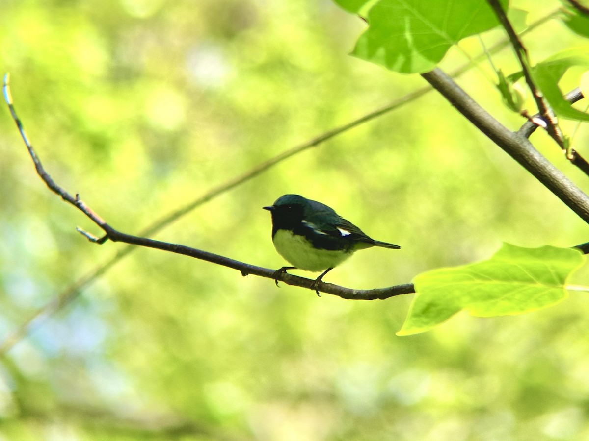 Black-throated Blue Warbler - ML618511629