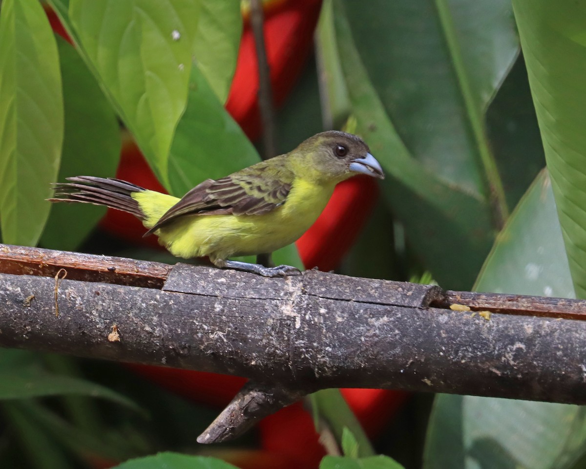 Flame-rumped Tanager (Lemon-rumped) - ML618511644