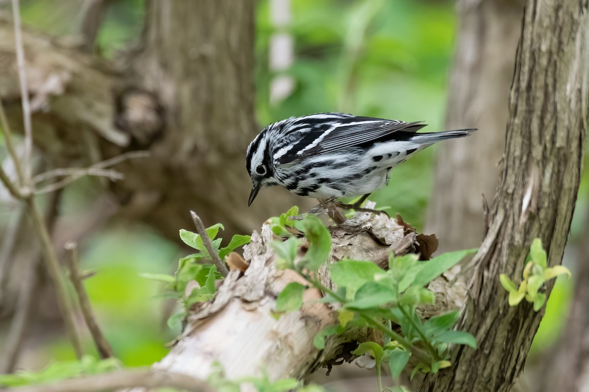 Black-and-white Warbler - Rob  Henderson