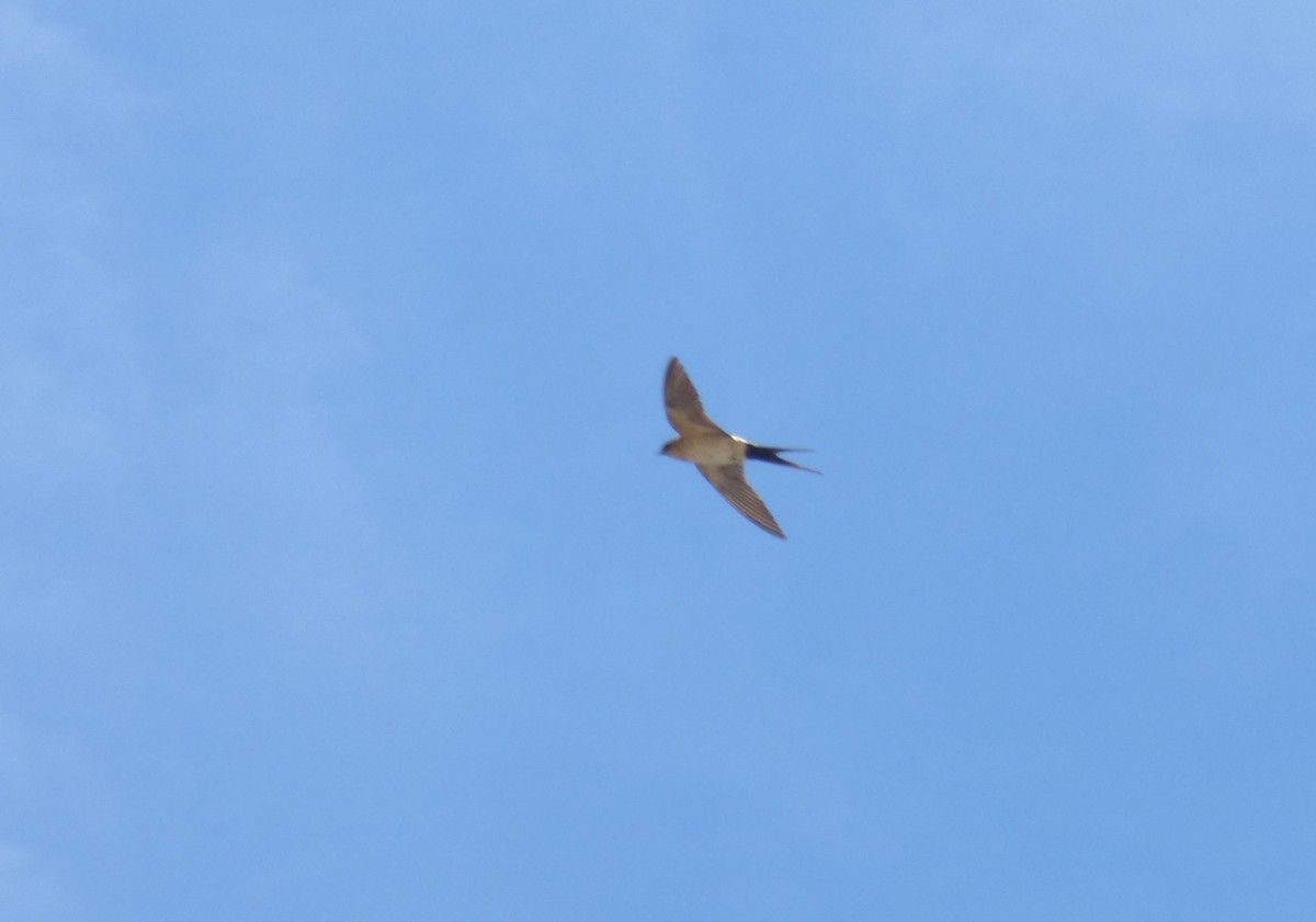 Red-rumped Swallow - ML618511673