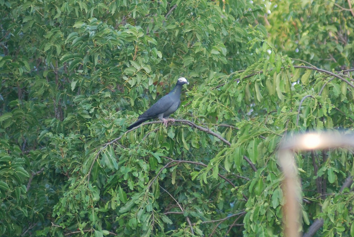 White-crowned Pigeon - ML618511674